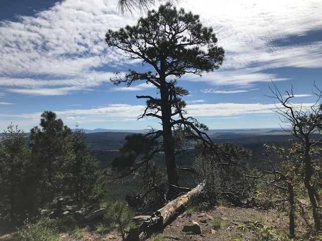 tree